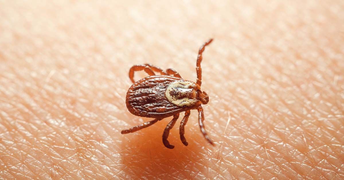 Un informe sobre la Enfermedad de Lyme en España advierte sobre un aumento de su distribución t...