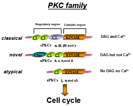 PKC family.png