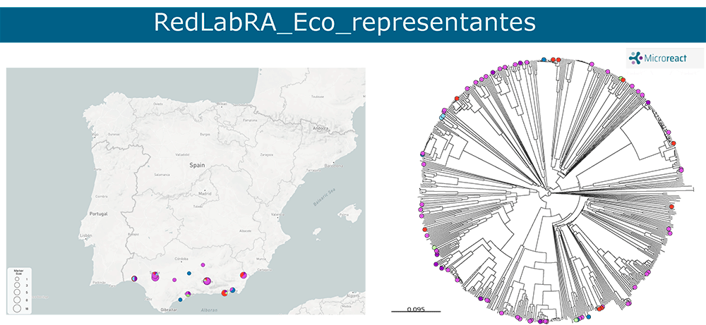 Microreact E. coli productoras de carbapenemasas