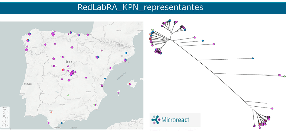 Microreact K. pneumoniae productoras de carbapenemasas