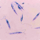 Parasitología