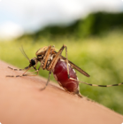 Serología y Arbovirus