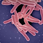 Taxonomía bacteriana y tuberculosis