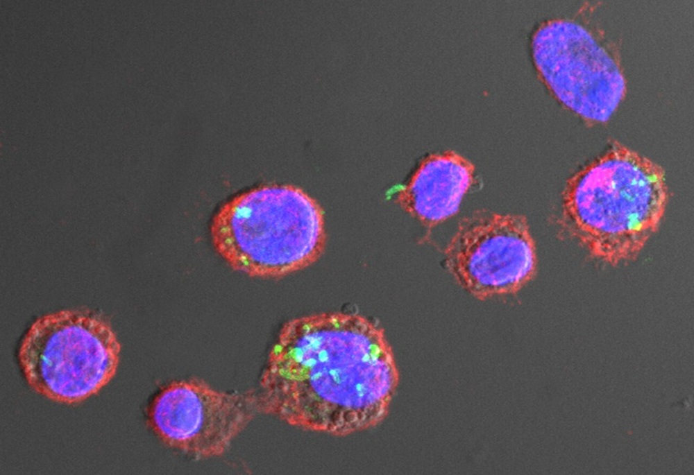 La bacteria 'Legionella pneumphila' en el interior de macrófagos, células del sistema inmunológico que utiliza la bacteria para multiplicarse en su interior.