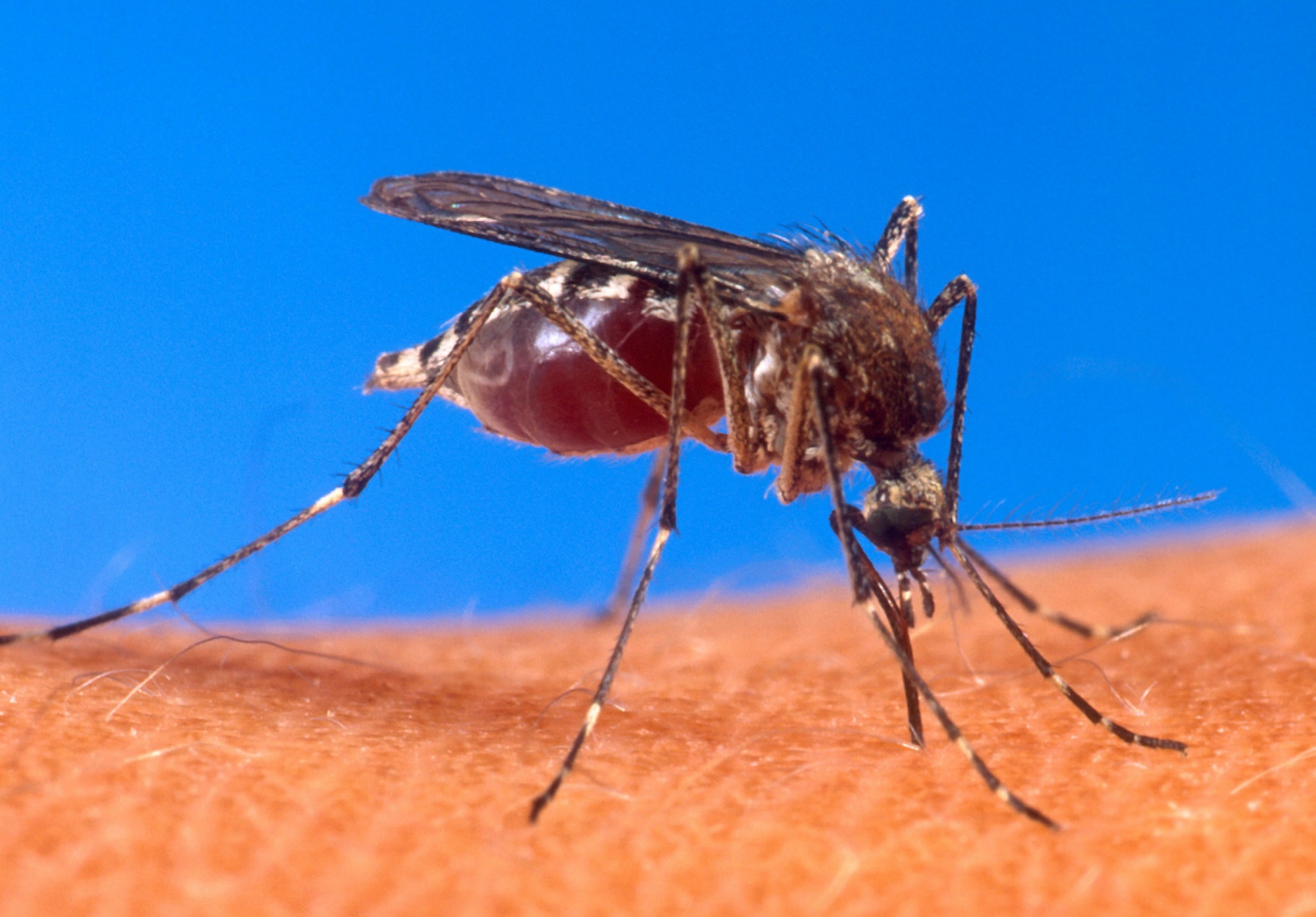 Imagen del Mosquito Aedes aegypti, vector de transmisión del dengue.